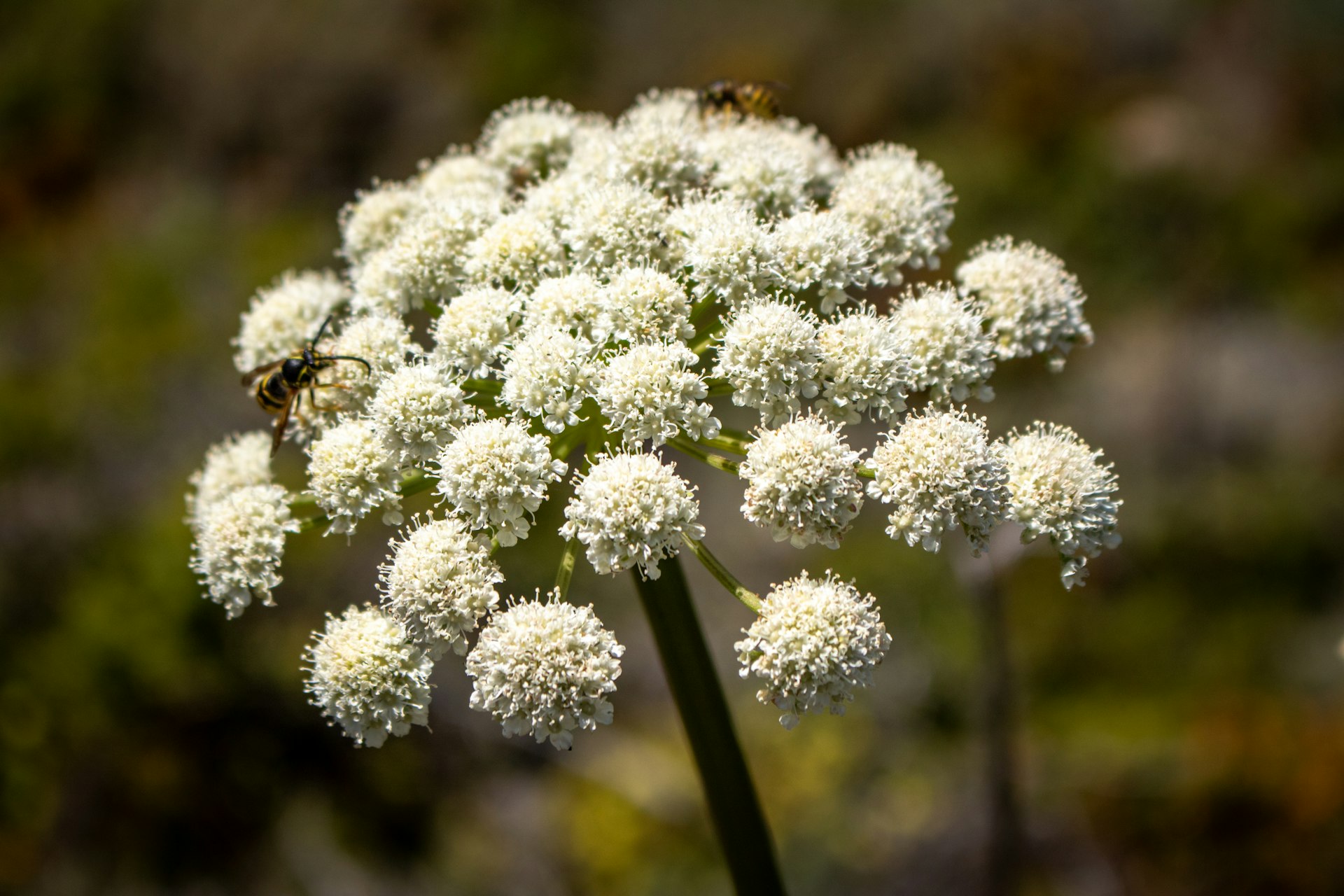 A close up of a white flower with a bee on it